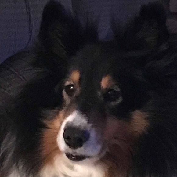 Meet your Posher, Darcy - Picture 3 of 3